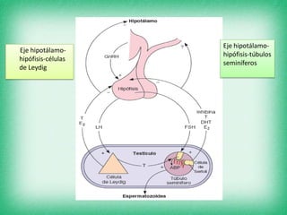 Eje hipotálamo-
hipófisis-células
de Leydig
Eje hipotálamo-
hipófisis-túbulos
seminíferos
 