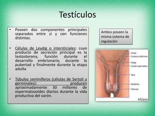 Testículos
• Poseen dos componentes principales
separados entre sí y con funciones
distintas.
• Células de Leydig o intersticiales: cuyo
producto de secreción principal es la
testosterona, función durante el
desarrollo embrionario, durante la
pubertad y finalmente durante la etapa
adulta
• Túbulos seminíferos (células de Sertoli y
germinales): producen
aproximadamente 30 millones de
espermatozoides diarios durante la vida
productiva del varón.
Ambos poseen la
misma sistema de
regulación
 