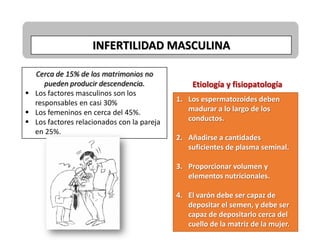 INFERTILIDAD MASCULINA
Cerca de 15% de los matrimonios no
pueden producir descendencia.
 Los factores masculinos son los
responsables en casi 30%
 Los femeninos en cerca del 45%.
 Los factores relacionados con la pareja
en 25%.
1. Los espermatozoides deben
madurar a lo largo de los
conductos.
2. Añadirse a cantidades
suficientes de plasma seminal.
3. Proporcionar volumen y
elementos nutricionales.
4. El varón debe ser capaz de
depositar el semen, y debe ser
capaz de depositarlo cerca del
cuello de la matriz de la mujer.
Etiología y fisiopatología
 