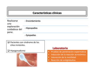 Realizarse
una
exploración
cuidadosa del
pene.
- Encordamiento
- Hipospadias
- Epispadias
Características clínicas
 Pacientes con síndrome de los
cilios inmóviles.
 Hipogonadismo  Pruebas de penetración espermática
 Inducción de la reacción acrosómica
 Valoración de la motilidad
 Reacción de antiglobulina
Laboratorio
 
