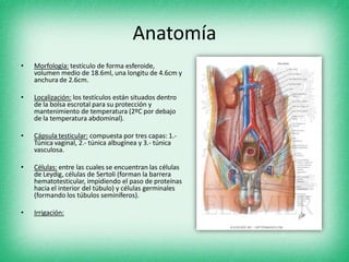 Anatomía
• Morfología: testículo de forma esferoide,
volumen medio de 18.6ml, una longitu de 4.6cm y
anchura de 2.6cm.
• Localización: los testículos están situados dentro
de la bolsa escrotal para su protección y
mantenimiento de temperatura (2ºC por debajo
de la temperatura abdominal).
• Cápsula testicular: compuesta por tres capas: 1.-
Túnica vaginal, 2.- túnica albugínea y 3.- túnica
vasculosa.
• Células: entre las cuales se encuentran las células
de Leydig, células de Sertoli (forman la barrera
hematotesticular, impidiendo el paso de proteínas
hacia el interior del túbulo) y células germinales
(formando los túbulos seminíferos).
• Irrigación:
 
