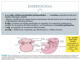 EMBRIOLOGIA
 3 a 4 sdg: células germinales primordiales -- > ovocitos, endodermo del saco
vitelino (intestino caudal)
 Migran y proliferan de camino hasta el mesenterio dorsal dentro de la cresta gonadal
y experimentan division mitotica.
 8 sdg: el número de células germinales se expande, los ovogonios comienzan la
profase de su primera división meiótica y se transforman en ovocitos primarios.
 7 sdg: Las gónadas se encuentran diferenciadas .
 20 sdg 7 millones de ovogonias, que disminuyen a 1 millon al nacer.
13 – 45 años
400 a 500
folículos
primordiales se
desarrollan, para
expulsar sus
ovulos, 1 cada
mes.
 