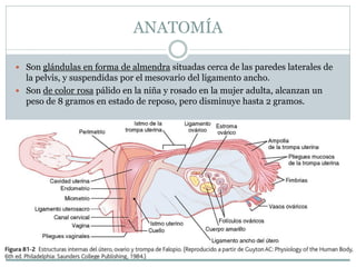 ANATOMÍA
 Son glándulas en forma de almendra situadas cerca de las paredes laterales de
la pelvis, y suspendidas por el mesovario del ligamento ancho.
 Son de color rosa pálido en la niña y rosado en la mujer adulta, alcanzan un
peso de 8 gramos en estado de reposo, pero disminuye hasta 2 gramos.
 