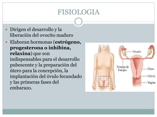 FISIOLOGIA
 Dirigen el desarrollo y la
liberación del ovocito maduro
 Elaboran hormonas (estrógeno,
progesterona o inhibina,
relaxina) que son
indispensables para el desarrollo
pubescente y la preparación del
útero para la concepción, la
implantación del óvulo fecundado
y las primeras fases del
embarazo.
 