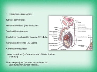 • Estructuras accesorias:
Túbulos seminíferos
Red anastomótica (red testicular)
Conductillos eferentes
Epidídimo (maduración durante 12-14 días)
Conducto deferente (35-50cm)
Conducto eyaculador
Uretra prostática (próstata aporta 20% del liquido
seminal)
Uretra esponjosa (aportan secreciones las
glándulas de Cowper y Littre).
 