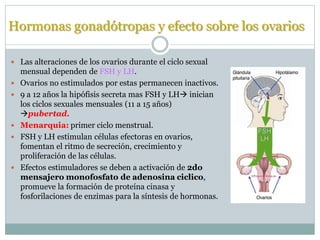 Hormonas gonadótropas y efecto sobre los ovarios
 Las alteraciones de los ovarios durante el ciclo sexual
mensual dependen de FSH y LH.
 Ovarios no estimulados por estas permanecen inactivos.
 9 a 12 años la hipófisis secreta mas FSH y LH inician
los ciclos sexuales mensuales (11 a 15 años)
pubertad.
 Menarquia: primer ciclo menstrual.
 FSH y LH estimulan células efectoras en ovarios,
fomentan el ritmo de secreción, crecimiento y
proliferación de las células.
 Efectos estimuladores se deben a activación de 2do
mensajero monofosfato de adenosina ciclico,
promueve la formación de proteína cinasa y
fosforilaciones de enzimas para la síntesis de hormonas.
 