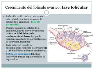 Crecimiento del folículo ovárico; fase folicular
 En la niña recién nacida, cada ovulo
esta rodeado por una única capa de
células de la granulosa= folículo
primordial.
 Durante la niñez las células de la
granulosa, nutren al ovulo y secretan
un factor inhibidor de la
maduración del ovocito que lo
mantiene en estado primordial (profase
de la división meiotica).
 En la pubertad cuando la
adenohipofisis comienza a secretar FSH
y LH  folículos inician su crecimiento.
 Folículos primarios: folículos
desarrollan nuevas capas de células de
la granulosa.
 