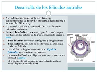 Desarrollo de los folículos antrales
 Antes del comienzo del ciclo menstrual las
concentraciones de FSH y LH aumentan ligeramente; el
ascenso de FSH es mayor.
 Inducen el crecimiento acelerado de 6 a 12 folículos
primarios cada mes.
 Las células fusiformes se agrupan formando capas
por fuera de las células de la granulosa, dando origen a
teca.
1. Teca interna : secretan estrógenos y progesterona.
2. Teca externa: capsula de tejido vascular izado que
reviste al folículo.
 Las células de la granulosa secretan liquido
folicular que contiene estrógenos.
 La acumulación de este liquido hace que aparezca una
cavidad o antro.
 El crecimiento del folículo primario hasta la etapa
antral depende solo de FSH.
 
