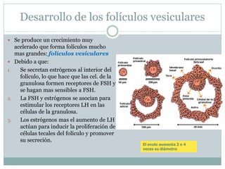 Desarrollo de los folículos vesiculares
 Se produce un crecimiento muy
acelerado que forma folículos mucho
mas grandes: folículos vesiculares
 Debido a que:
1. Se secretan estrógenos al interior del
folículo, lo que hace que las cel. de la
granulosa formen receptores de FSH y
se hagan mas sensibles a FSH.
2. La FSH y estrógenos se asocian para
estimular los receptores LH en las
células de la granulosa.
3. Los estrógenos mas el aumento de LH
actúan para inducir la proliferación de
células tecales del folículo y promover
su secreción.
El ovulo aumenta 3 o 4
veces su diámetro
 