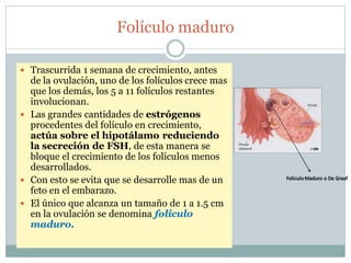 Folículo maduro
 Trascurrida 1 semana de crecimiento, antes
de la ovulación, uno de los folículos crece mas
que los demás, los 5 a 11 folículos restantes
involucionan.
 Las grandes cantidades de estrógenos
procedentes del folículo en crecimiento,
actúa sobre el hipotálamo reduciendo
la secreción de FSH, de esta manera se
bloque el crecimiento de los folículos menos
desarrollados.
 Con esto se evita que se desarrolle mas de un
feto en el embarazo.
 El único que alcanza un tamaño de 1 a 1.5 cm
en la ovulación se denomina foliculo
maduro.
 