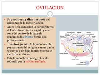 OVULACION
 Se produce 14 días después del
comienzo de la menstruación.
 Antes de la ovulación la pared externa
del folículo se hincha rápido y una
zona del centro de la capsula
denominado estigma forma una
protuberancia.
 En otros 30 min. El liquido folicular
pasa a través del estigma y unos 2 min.
se rompe y un liquido mas viscoso se
vierte hacia afuera.
 Este liquido lleva consigo el ovulo
rodeado por la corona radiada.
 