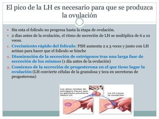 El pico de la LH es necesario para que se produzca
la ovulación
 Sin esta el folículo no progresa hasta la etapa de ovulación.
 2 días antes de la ovulación, el ritmo de secreción de LH se multiplica de 6 a 10
veces.
1. Crecimiento rápido del folículo: FSH aumenta 2 a 3 veces y junto con LH
actúan para hacer que el folículo se hinche
2. Disminución de la secreción de estrógenos tras una larga fase de
secreción de los mismos (1 día antes de la ovulación)
3. Comienzo de la secreción de progesterona en el que tiene lugar la
ovulación (LH convierte células de la granulosa y teca en secretoras de
progesterona)
 