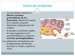 Inicio de ovulación
1. La teca externa comienza a
liberar enzimas
proteolíticas de los
lisosomas, disuelven la pared
de la capsula, causando
hinchazón y degeneración del
estigma.
2. Se produce crecimiento rápido
de vasos sanguíneos en la
pared del folículo y comienza a
secretar prostaglandinas.
La combinación de hinchazón con
la degeneración del folículo
hace que se rompa y expulse el
ovulo.
 