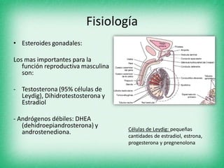 Fisiología
• Esteroides gonadales:
Los mas importantes para la
función reproductiva masculina
son:
- Testosterona (95% células de
Leydig), Dihidrotestosterona y
Estradiol
- Andrógenos débiles: DHEA
(dehidroepiandrosterona) y
androstenediona. Células de Leydig: pequeñas
cantidades de estradiol, estrona,
progesterona y pregnenolona
 