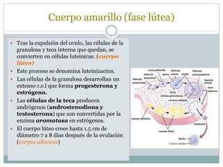 Cuerpo amarillo (fase lútea)
 Tras la expulsión del ovulo, las células de la
granulosa y teca interna que quedan, se
convierten en células luteinicas. (cuerpo
lúteo)
 Este proceso se denomina luteinizacion.
 Las células de la granulosa desarrollan un
extenso r.e.l que forma progesterona y
estrógeno.
 Las células de la teca producen
andrógenos (androstenodiona y
testosterona) que son convertidas por la
enzima aromatasa en estrógenos.
 El cuerpo lúteo crece hasta 1.5 cm de
diámetro 7 a 8 días después de la ovulación
(corpus albicans)
 