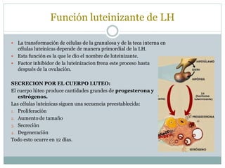 Función luteinizante de LH
 La transformación de células de la granulosa y de la teca interna en
células luteinicas depende de manera primordial de la LH.
 Esta función es la que le dio el nombre de luteinizante.
 Factor inhibidor de la luteinizacion frena este proceso hasta
después de la ovulación.
SECRECION POR EL CUERPO LUTEO:
El cuerpo lúteo produce cantidades grandes de progesterona y
estrógenos.
Las células luteinicas siguen una secuencia preestablecida:
1. Proliferación
2. Aumento de tamaño
3. Secreción
4. Degeneración
Todo esto ocurre en 12 días.
 