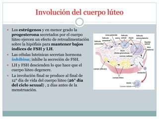 Involución del cuerpo lúteo
 Los estrógenos y en menor grado la
progesterona secretados por el cuerpo
lúteo ejercen un efecto de retroalimentación
sobre la hipófisis para mantener bajos
índices de FSH y LH.
 Las células luteinicas secretan hormona
inhibina; inhibe la secreción de FSH.
 LH y FSH descienden lo que hace que el
cuerpo lúteo degenere.
 La involución final se produce al final de
12° día de vida del cuerpo lúteo (26° día
del ciclo sexual) , 2 días antes de la
menstruación.
 
