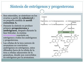 Síntesis de estrógenos y progesterona
 Son esteroides, se sintetizan en los
ovarios a partir de colesterol y
en pequeña medida de acetil
coenzima A.
 Durante la síntesis se produce
primero progesterona y
andrógenos, después durante la
fase folicular, la enzima
aromatasa convierte en
estrógenos a todos los andrógenos
y progesterona.
 Las células de la teca carecen de
aromatasa no convierten
andrógenos en estrógenos, estos
difunden fuera de la célula de la
teca a células adyacentes de la
granulosa, donde son convertidos
en estrógenos por la aromatasa.
 