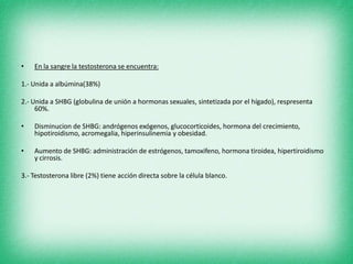 • En la sangre la testosterona se encuentra:
1.- Unida a albúmina(38%)
2.- Unida a SHBG (globulina de unión a hormonas sexuales, sintetizada por el hígado), respresenta
60%.
• Disminucion de SHBG: andrógenos exógenos, glucocorticoides, hormona del crecimiento,
hipotiroidismo, acromegalia, hiperinsulinemia y obesidad.
• Aumento de SHBG: administración de estrógenos, tamoxifeno, hormona tiroidea, hipertiroidismo
y cirrosis.
3.- Testosterona libre (2%) tiene acción directa sobre la célula blanco.
 