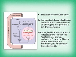 • Efectos sobre la célula blanco:
En la mayoría de las células blanco
la testosterona se convierte en
un andrógeno mas potente, la
dihidrotestosterona.
Después, la dihidrotestosterona y
la testosterona se unan a la
“proteína receptora de
andrógenos”, luego al ADN, se
produce transcripción,
RNAmensajero y finalmente
síntesis proteica.
 
