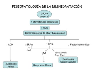 FISIOPATOLOGÍA DE LA DESHIDRATACIÓN
↓ Agua
corporal
↑ Osmolaridad plasmática
Barorreceptores de alta y baja presión
↑ NaCl
↑ ADH ↑SRAA ↑ SNS ↓ Factor Natriurético
Sed
↓FG Vasoconstc
↑Frec Card
Respuesta Renal
Respuesta
Cardiovascular
↓ Excreción
Renal
 