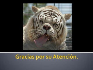 Trastornos infancia adolescencia