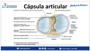 TRASTORNOS INTERNOS DE LA RODILLA LESIONES LIGAMENTOS PPTX TRASTORNOS INTERNOS DE LA RODILLA LESIONES LIGAMENTOS PPTX