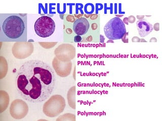 Polymorphonuclear Function TRASTORNOS LEUCOCÍTICOS_PATOLOGIA II_ROBINNS | PDF