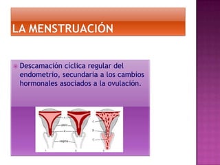   Descamación cíclica regular del
    endometrio, secundaria a los cambios
    hormonales asociados a la ovulación.
 