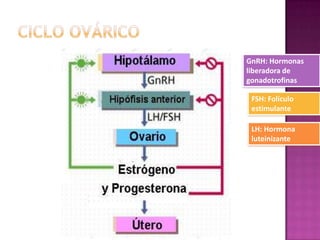 GnRH: Hormonas
liberadora de
gonadotrofinas

 FSH: Folículo
 estimulante

 LH: Hormona
 luteinizante
 