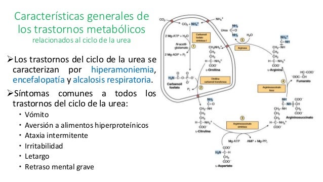 Trastorno Del Ciclo De La Urea