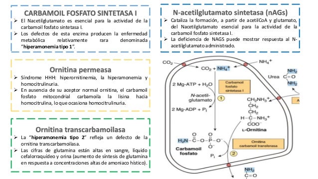 Trastornos metabólicos del ciclo de la urea