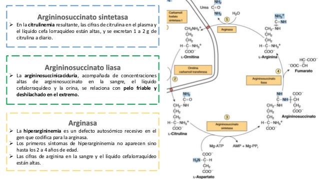 Trastornos metabólicos del ciclo de la urea