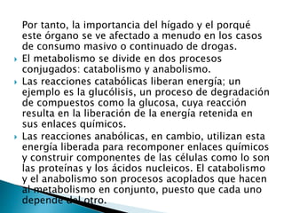 Por tanto, la importancia del hígado y el porqué
este órgano se ve afectado a menudo en los casos
de consumo masivo o continuado de drogas.
 El metabolismo se divide en dos procesos
conjugados: catabolismo y anabolismo.
 Las reacciones catabólicas liberan energía; un
ejemplo es la glucólisis, un proceso de degradación
de compuestos como la glucosa, cuya reacción
resulta en la liberación de la energía retenida en
sus enlaces químicos.
 Las reacciones anabólicas, en cambio, utilizan esta
energía liberada para recomponer enlaces químicos
y construir componentes de las células como lo son
las proteínas y los ácidos nucleicos. El catabolismo
y el anabolismo son procesos acoplados que hacen
al metabolismo en conjunto, puesto que cada uno
depende del otro.
 