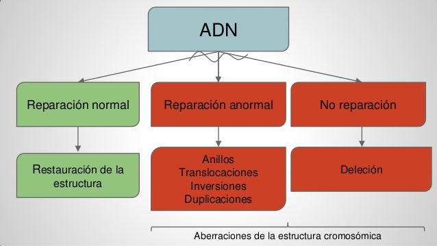 adn vs bsn