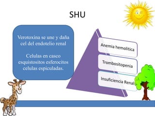 SHU

Verotoxina se une y daña
 cel del endotelio renal

   Celulas en casco
esquistositos esferocitos
  celulas espiculadas.
 
