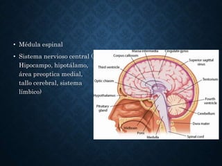 • Médula espinal
• Sistema nervioso central (
Hipocampo, hipotálamo,
área preoptica medial,
tallo cerebral, sistema
límbico)
 
