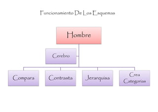 Funcionamiento De Los Esquemas



                    Hombre

              Cerebro



                                             Crea
Compara      Contrasta      Jerarquisa
                                           Categorias
 