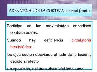 Participa en los movimientos sacadicos
contralaterales.
Cuando hay deficiencia circulatoria
hemisférica:
los ojos suelen desviarse al lado de la lesión ,
debido al efecto
sin oposición, del área visual del lado sano.
AREA VISUAL DE LA CORTEZA cerebral frontal
 