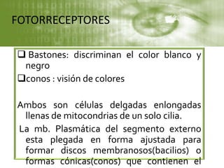 FOTORRECEPTORES
 Bastones: discriminan el color blanco y
negro
conos : visión de colores
Ambos son células delgadas enlongadas
llenas de mitocondrias de un solo cilia.
La mb. Plasmática del segmento externo
esta plegada en forma ajustada para
formar discos membranosos(bacilios) o
formas cónicas(conos) que contienen el
 