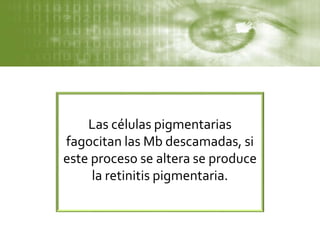 Las células pigmentarias
fagocitan las Mb descamadas, si
este proceso se altera se produce
la retinitis pigmentaria.
 
