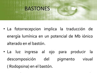 BASTONES
• La fotorrecepcion implica la traducción de
energía lumínica en un potencial de Mb iónico
alterado en el bastón.
• La luz ingresa al ojo para producir la
descomposición del pigmento visual
( Rodopsina) en el bastón.
 