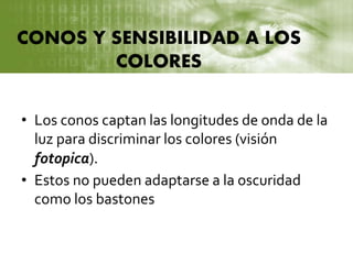 CONOS Y SENSIBILIDAD A LOS
COLORES
• Los conos captan las longitudes de onda de la
luz para discriminar los colores (visión
fotopica).
• Estos no pueden adaptarse a la oscuridad
como los bastones
 