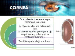 CORNEA
Es la cubierta trasparente que
continua a la esclera
Su córnea es la capa externa del
ojo
La córnea ayuda a proteger el ojo
de gérmenes, polvo y otros
materiales dañinos.
También ayuda al ojo a enfocar.
 