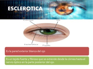ESCLEROTICA
Es la pared exterior blanca del ojo
Es un tejido fuerte y fibroso que se extiende desde la córnea hasta el
nervio óptico en la parte posterior del ojo.
 