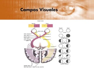 Campos Visuales
 