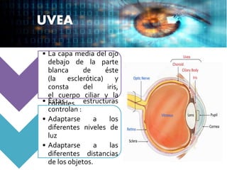 UVEA
• La capa media del ojo
debajo de la parte
blanca de éste
(la esclerótica) y
consta del iris,
el cuerpo ciliar y la
coroides.• Estas estructuras
controlan :
• Adaptarse a los
diferentes niveles de
luz
• Adaptarse a las
diferentes distancias
de los objetos.
 