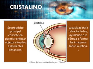 CRISTALINO
Su propósito
principal
consiste en
permitir enfocar
objetos situados
a diferentes
distancias.
capacidad para
refractar la luz,
ayudando a la
córnea a formar
las imágenes
sobre la retina.
.
 