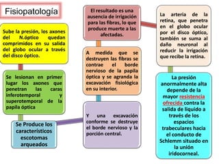 Fisiopatología
.
Sube la presión, los axones
del N.óptico quedan
comprimidos en su salida
del globo ocular a través
del disco óptico.
Se lesionan en primer
lugar los axones que
penetran las caras
inferotemporal y
superotemporal de la
papila óptica
Se Produce los
característicos
escotomas
arqueados
Y una excavación
conforme se destruye
el borde nervioso y la
porción central.
A medida que se
destruyen las fibras se
contrae el borde
nervioso de la papila
óptica y se agranda la
excavación fisiológica
en su interior.
El resultado es una
ausencia de irrigación
para las fibras, lo que
produce muerte a las
afectadas.
La arteria de la
retina, que penetra
en el globo ocular
por el disco óptico,
también se suma al
daño neuronal al
reducir la irrigación
que recibe la retina..
La presión
anormalmente alta
depende de la
mayor resistencia
ofrecida contra la
salida de liquido a
través de los
espacios
trabeculares hacia
el conducto de
Schlemm situado en
la unión
iridocorneal.
 