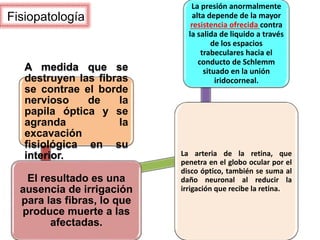 Fisiopatología
.A medida que se
destruyen las fibras
se contrae el borde
nervioso de la
papila óptica y se
agranda la
excavación
fisiológica en su
interior.
El resultado es una
ausencia de irrigación
para las fibras, lo que
produce muerte a las
afectadas.
La arteria de la retina, que
penetra en el globo ocular por el
disco óptico, también se suma al
daño neuronal al reducir la
irrigación que recibe la retina..
La presión anormalmente
alta depende de la mayor
resistencia ofrecida contra
la salida de liquido a través
de los espacios
trabeculares hacia el
conducto de Schlemm
situado en la unión
iridocorneal.
 